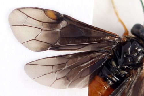 Nematinus fuscipennis