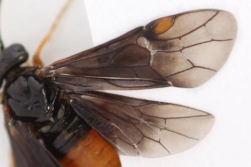 Nematinus fuscipennis