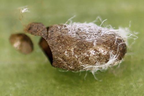 Pristiphora melanocarpa