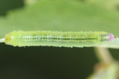 Pristiphora melanocarpa