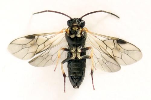 Pristiphora melanocarpa