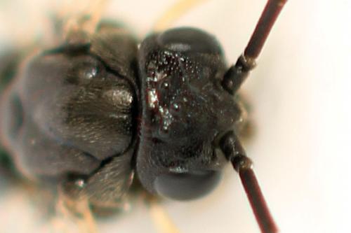 Pristiphora melanocarpa