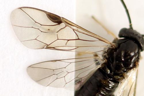 Pristiphora melanocarpa