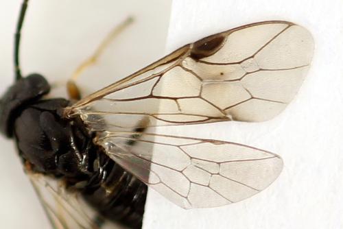 Pristiphora melanocarpa