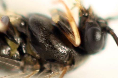 Pristiphora melanocarpa