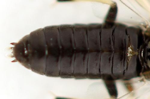 Pristiphora melanocarpa