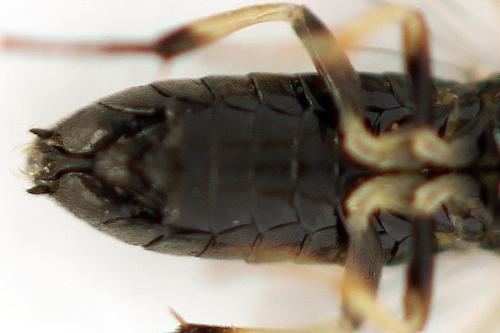 Pristiphora melanocarpa