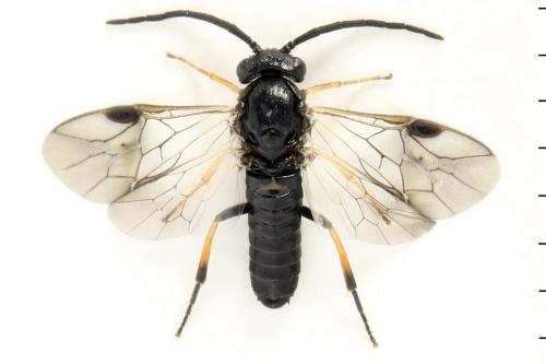 Pristiphora melanocarpa