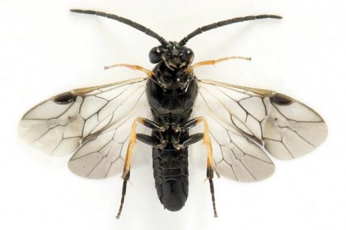 Pristiphora melanocarpa