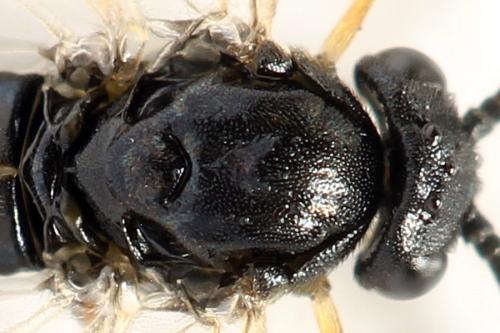 Pristiphora melanocarpa