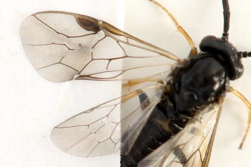 Pristiphora melanocarpa