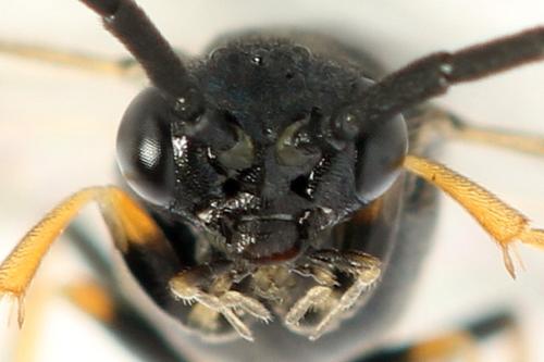 Pristiphora melanocarpa