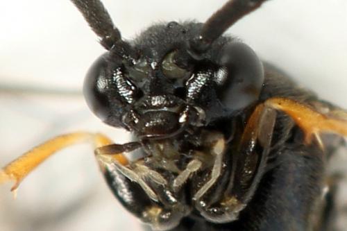 Pristiphora melanocarpa