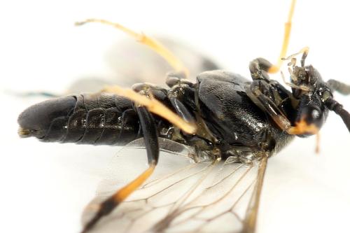 Pristiphora melanocarpa