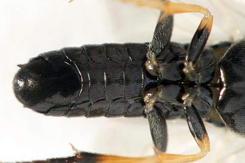 Pristiphora melanocarpa