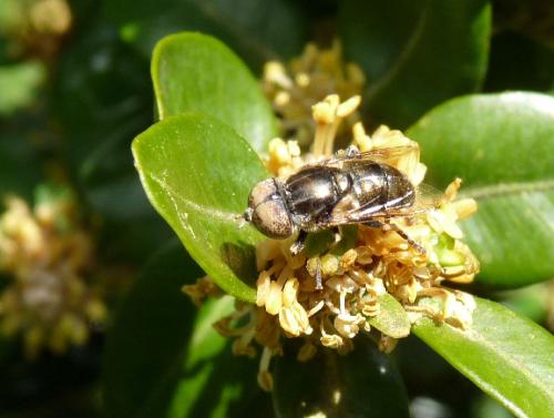 Eristalinus aeneus