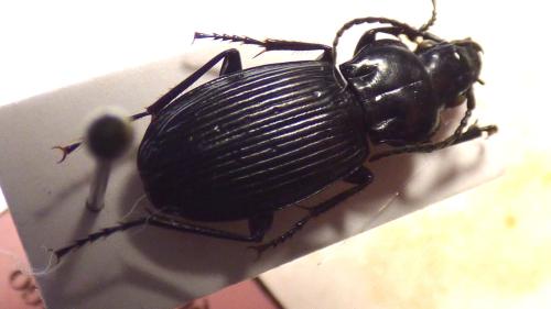 Pterostichus franzi