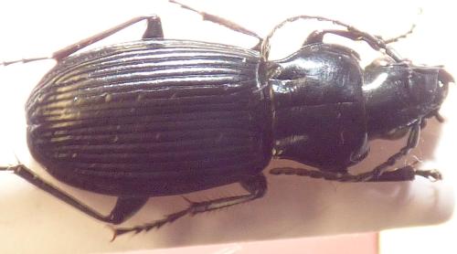 Pterostichus franzi