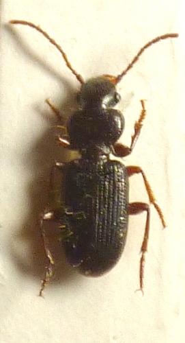 Carterus gracilis