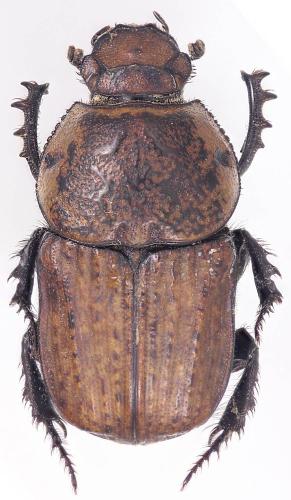 Cheironitis irroratus