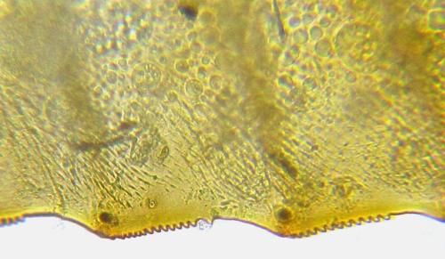 Phymatocera aterrima