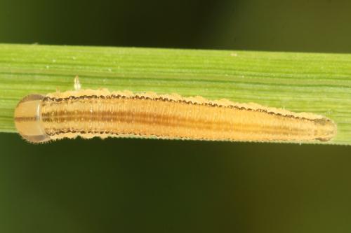 Tenthredopsis nassata