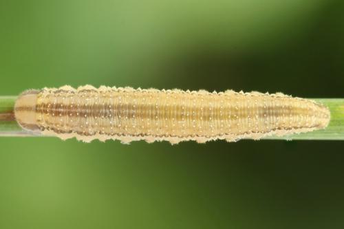 Tenthredopsis nassata