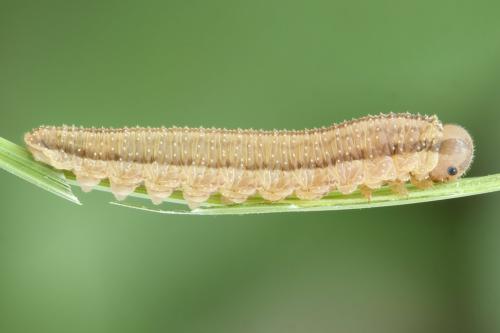 Tenthredopsis nassata