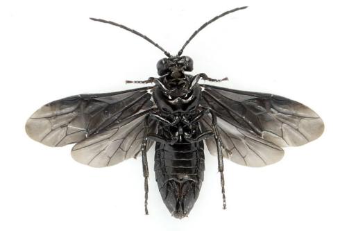 Phymatocera aterrima