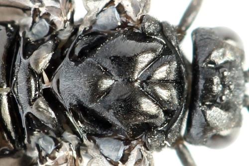 Phymatocera aterrima