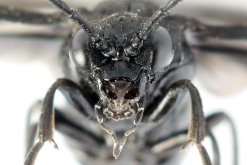 Phymatocera aterrima