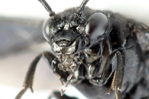 Phymatocera aterrima