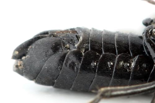 Phymatocera aterrima