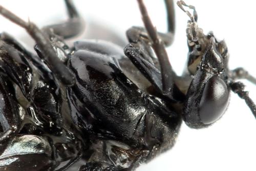 Phymatocera aterrima