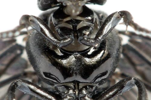 Phymatocera aterrima