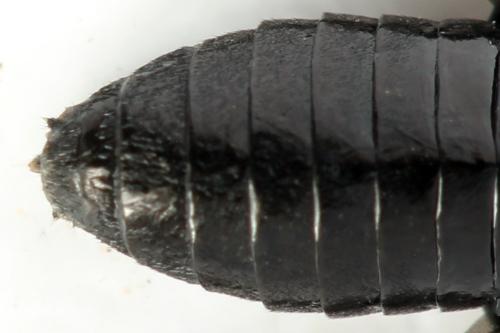 Phymatocera aterrima