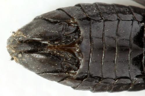 Phymatocera aterrima