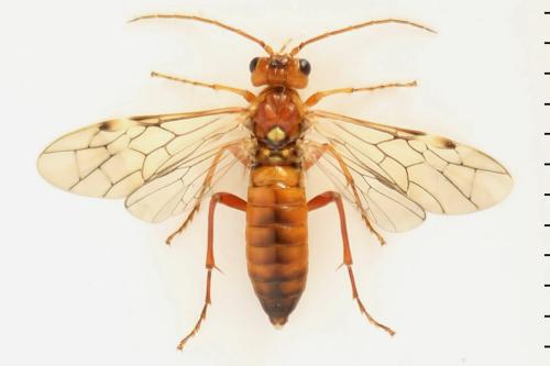 Tenthredopsis nassata