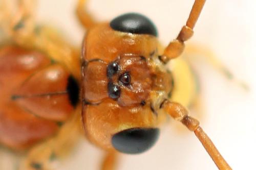 Tenthredopsis nassata
