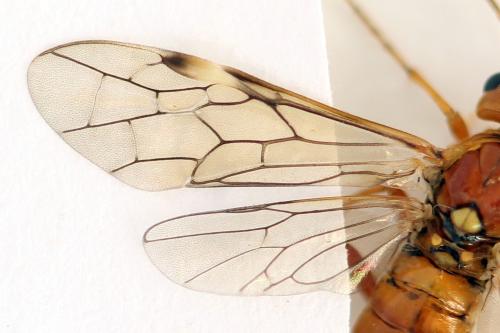 Tenthredopsis nassata