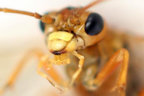 Tenthredopsis nassata