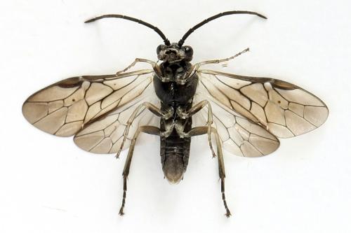 Euura humeralis