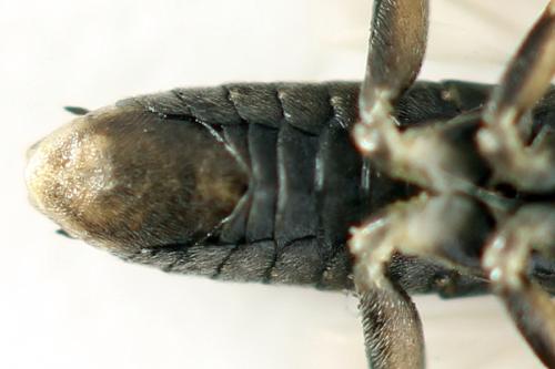 Euura humeralis