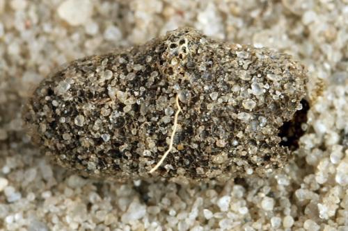 Phymatocera aterrima