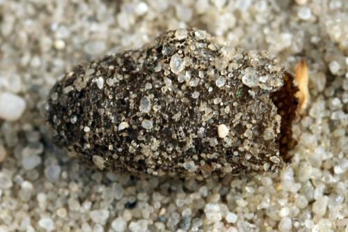 Phymatocera aterrima