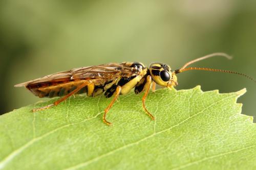 Acantholyda posticalis