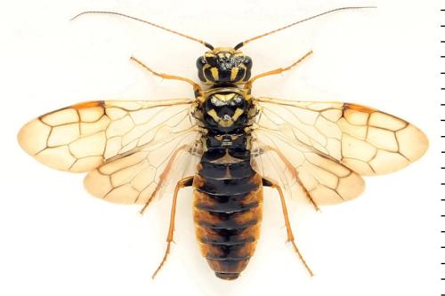 Acantholyda posticalis