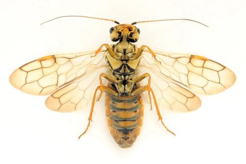 Acantholyda posticalis