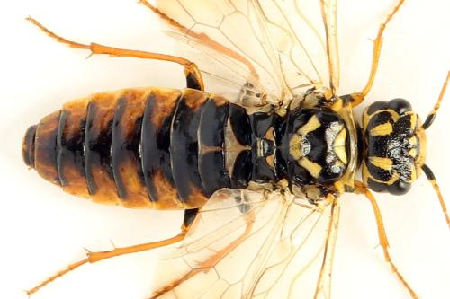 Acantholyda posticalis