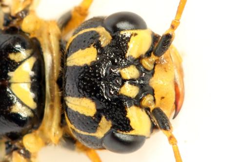 Acantholyda posticalis